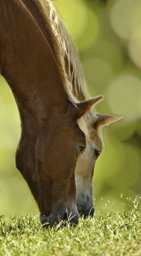 Gentle Giants Draft Horse Rescue, two horses grazing