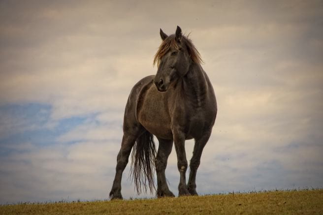 Gentle Giants Draft Horse Rescue, horse on the ridge