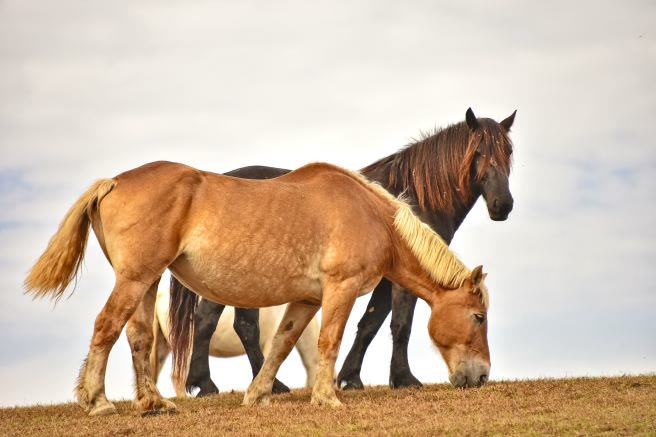 Gentle Giants Draft Horse Rescue, horse on the ridge