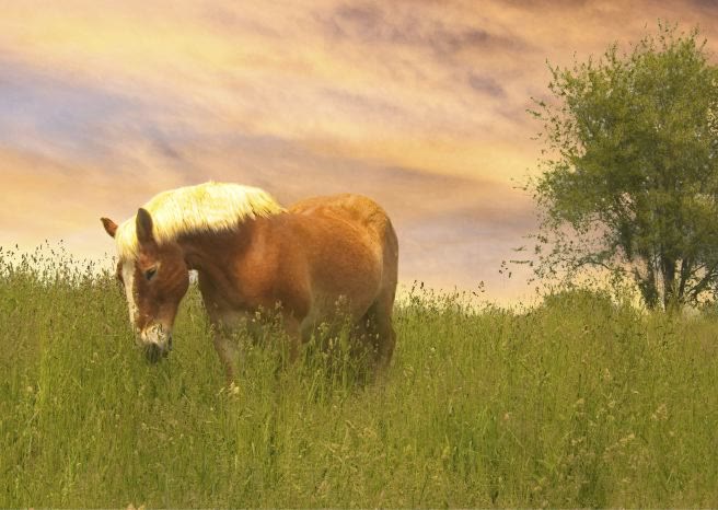 Gentle Giants Draft Horse Rescue, horse grazing at dusk