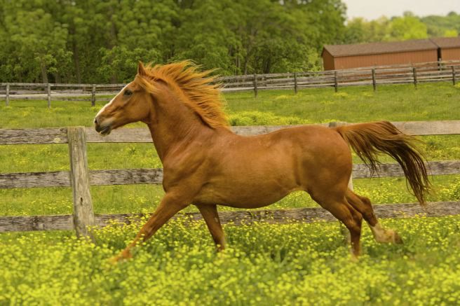 Gentle Giants Draft Horse Rescue, horse at the fenceline