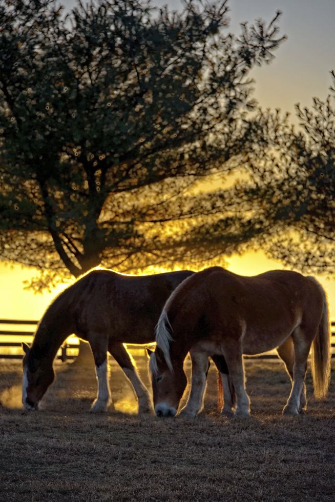 Gentle Giants Draft Horse Rescue, two horses at sunset along the fenceline