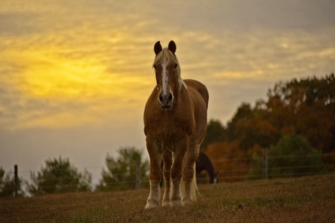 Gentle Giants Draft Horse Rescue, horse on the hillside at golden hour